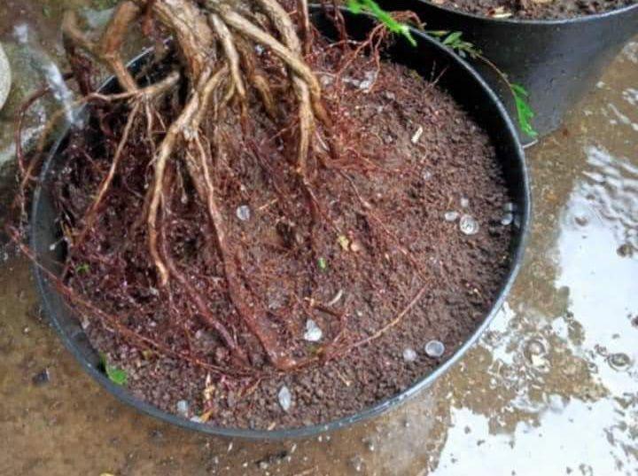 Pagar Alam Diguyur Fenomema Hujan Es Selama 15 Menit