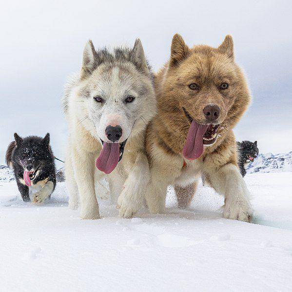 potret imut dari anjing siberian husky peliharaan manusia (commons.wikimedia.org/Markus Trienke)