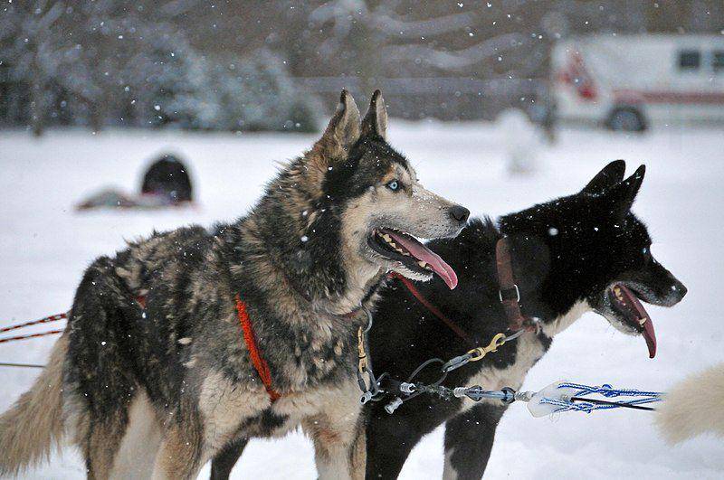 Anjing mendapat julukan sahabat manusia karena sudah menemani perjalanan kita sejak ribuan tahun silam. (commons.wikimedia.org/M. Rehemtulla)