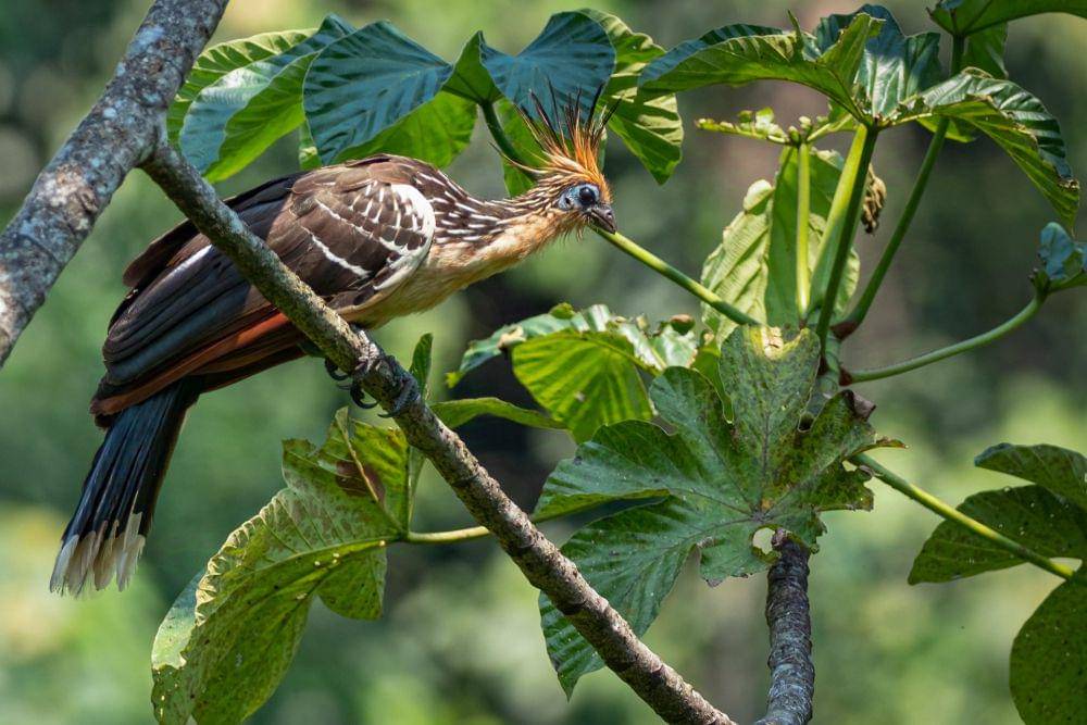 ilustrasi hoatzin (flickr.com/Brian Elder)
