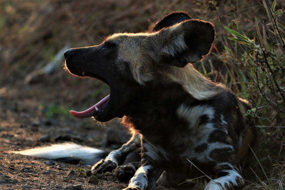 ilustrasi anjing liar afrika (unsplash.com/Jonathan Gensicke)
