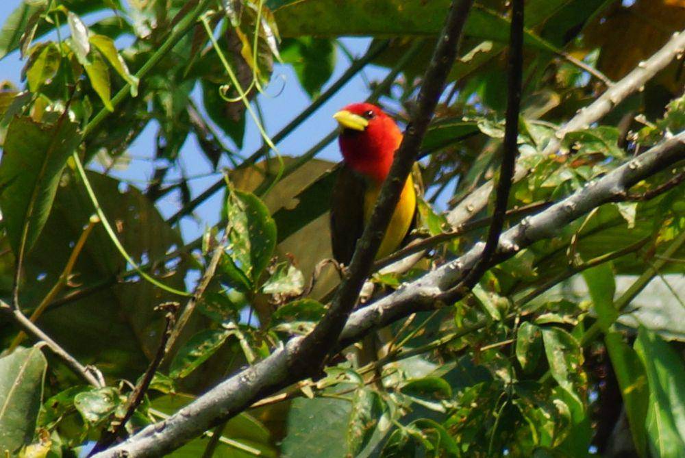 Habitat utama scarlet-hooded barbet (inaturalist.org/frozeninmn)