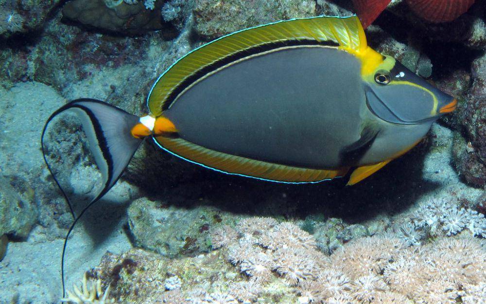 ilustrasi botana monyong padang (commons.wikimedia.org/Derek Keats)