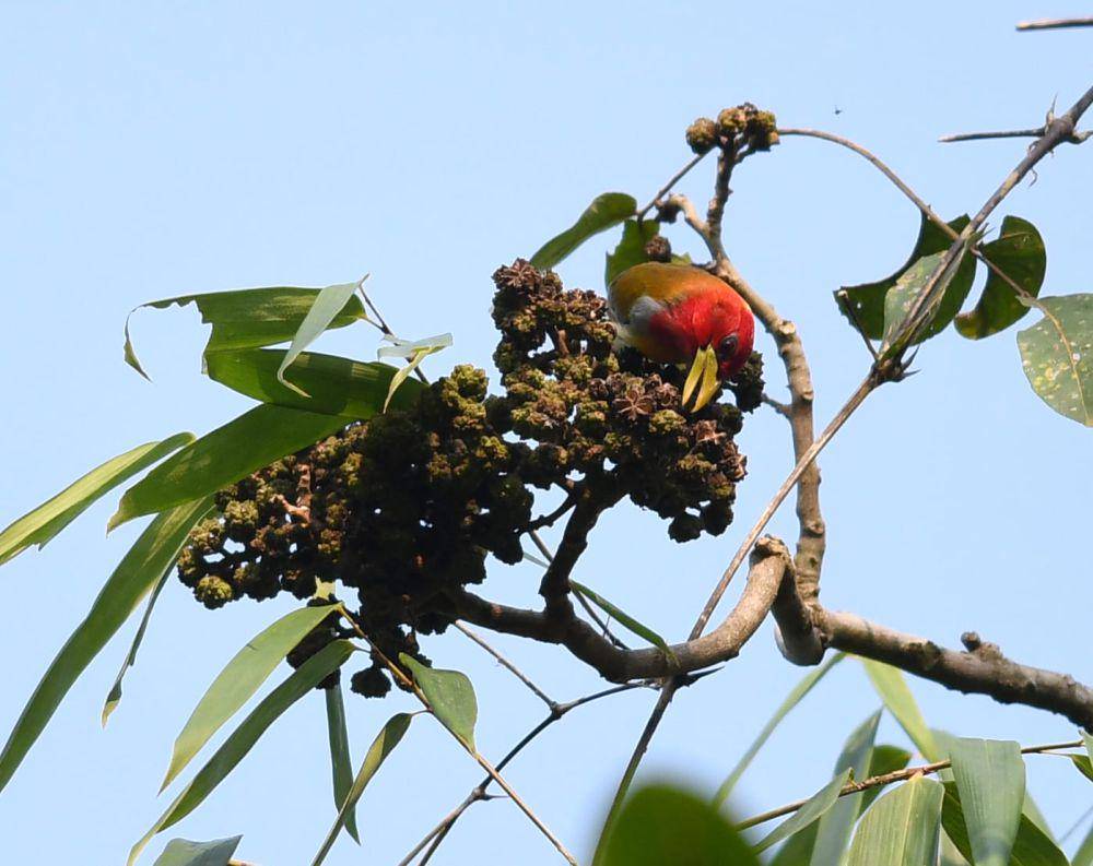 Burung ini memakan buah dan serangga (inaturalist.org/josh_vandermeulen)