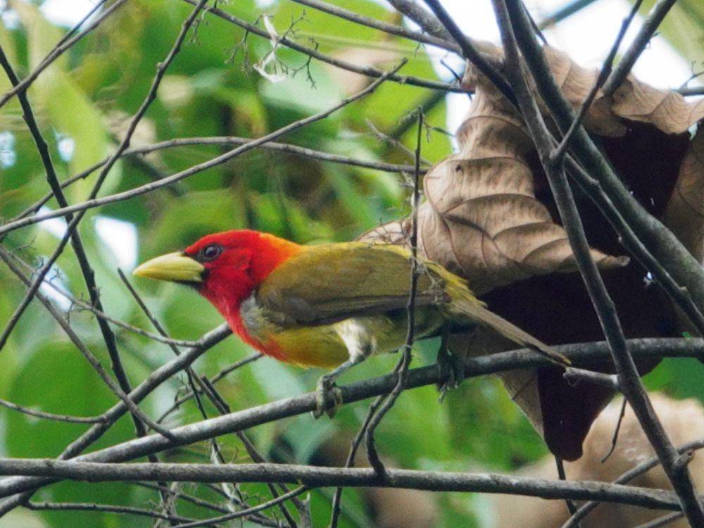 Populasi burung ini stabil (inaturalist.org/desertnaturalist)