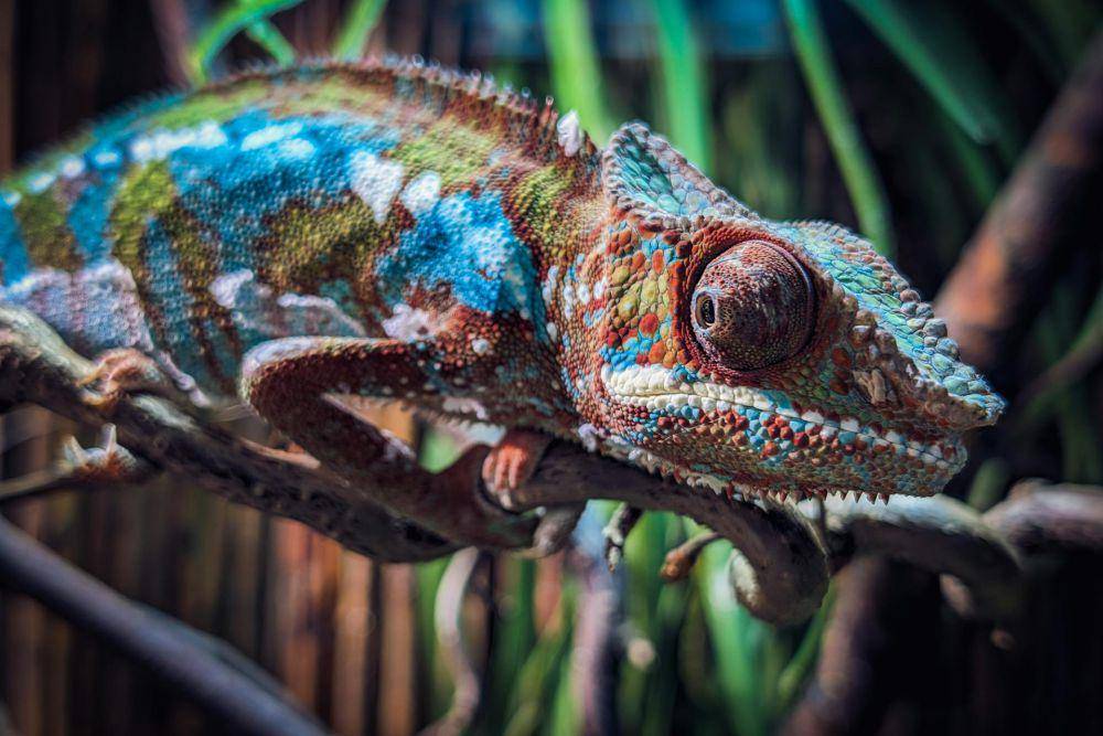 Bunglon panther (pexels.com/Bruno Kraler)