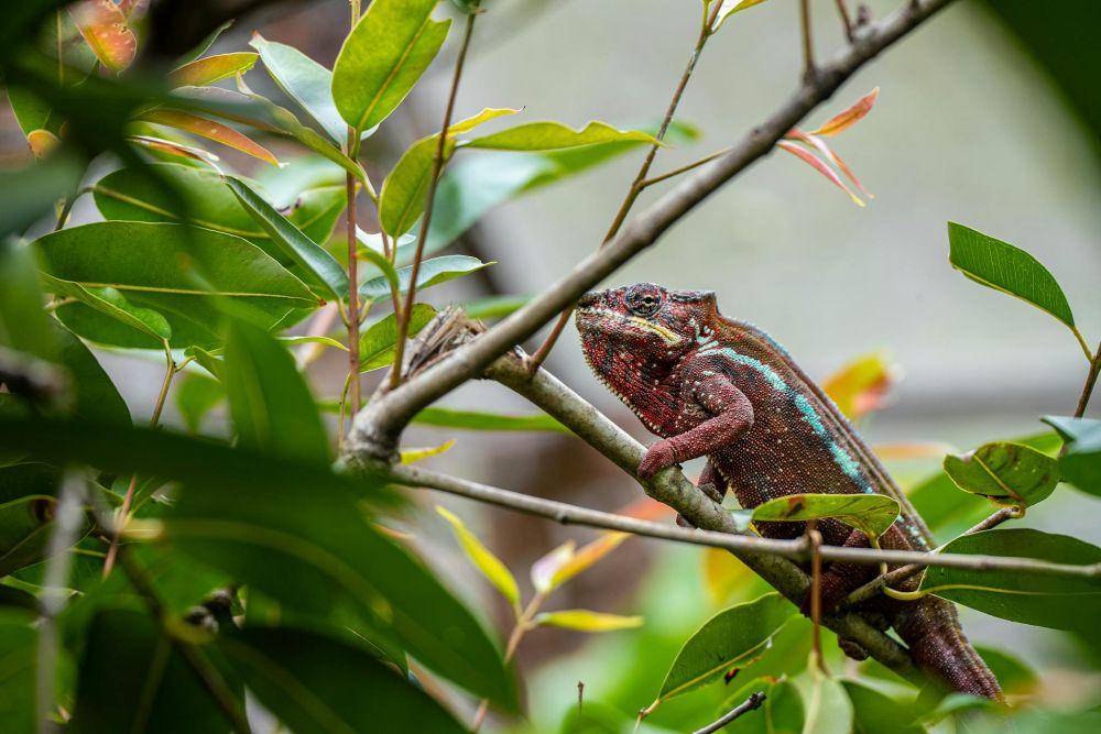 Bunglon panther (pexels.com/Pincalo)
