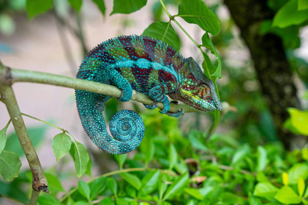 6 Fakta Menarik Bunglon Panther, Endemik Madagaskar Bertubuh Mencolok