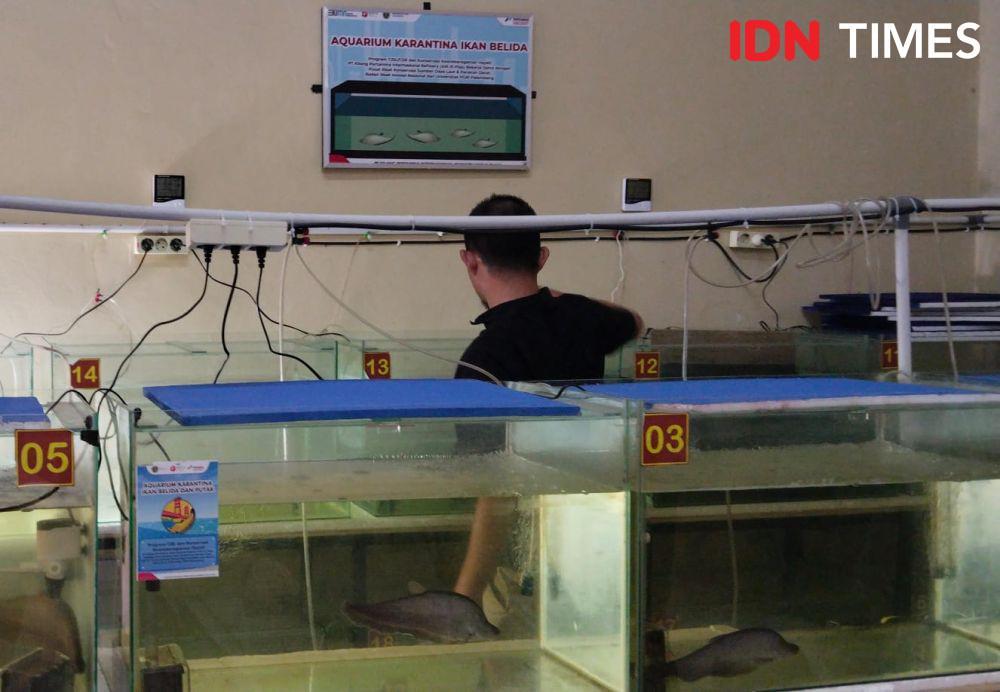 Hatchery Ikan Belida di Palembang, Asa Lestari Pertamina Melawan Punah