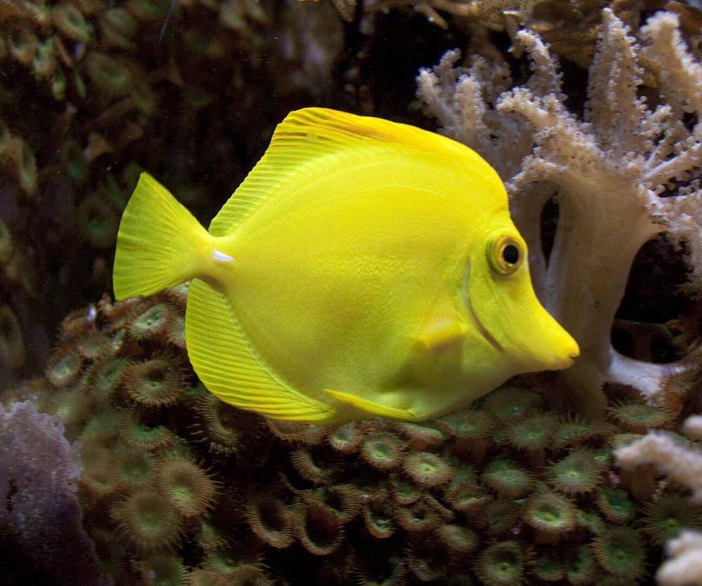 Ilustrasi yellow tang (commons.wikimedia.org/Tony Hisgett)