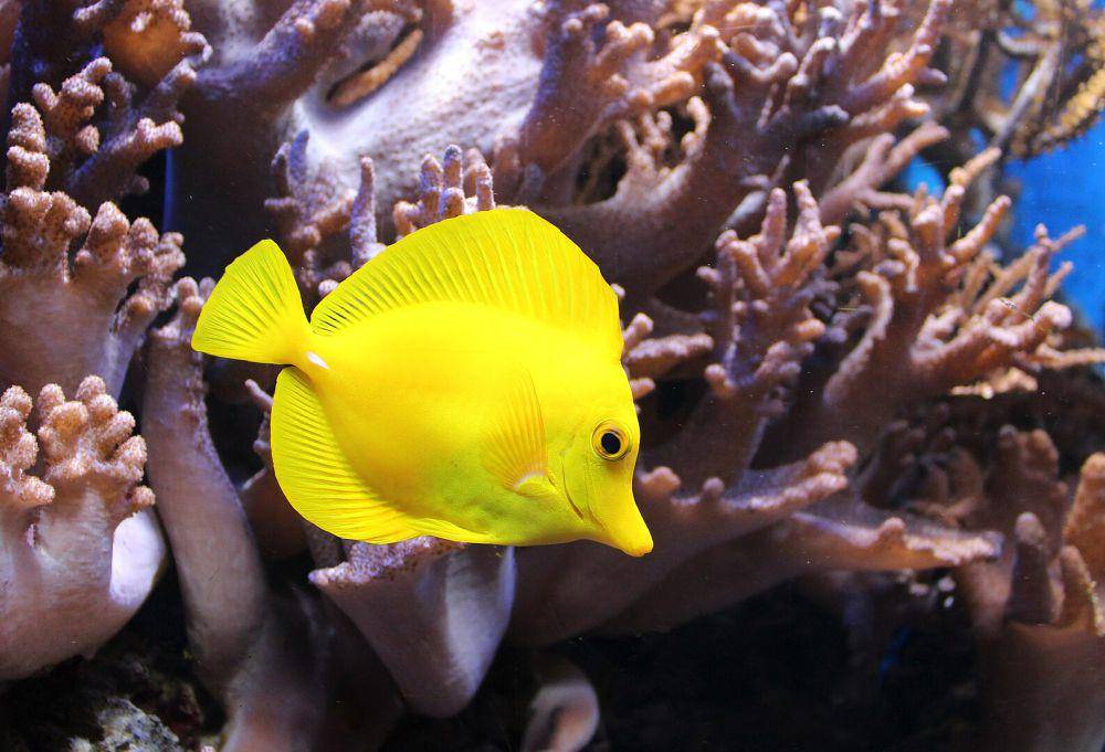 Ilustrasi yellow tang (commons.wikimedia.org/Holger Krisp)