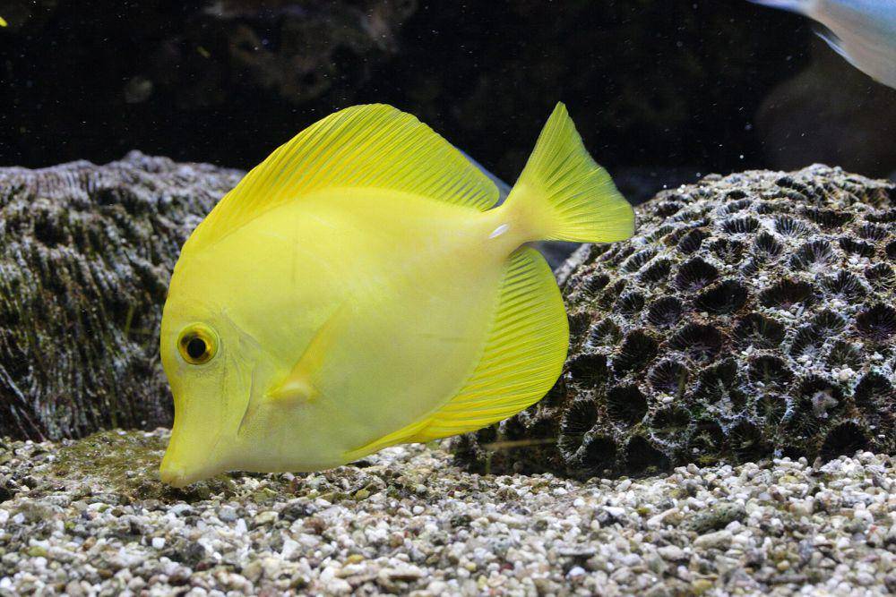 Ilustrasi yellow tang (commons.wikimedia.org/Factumquintus)