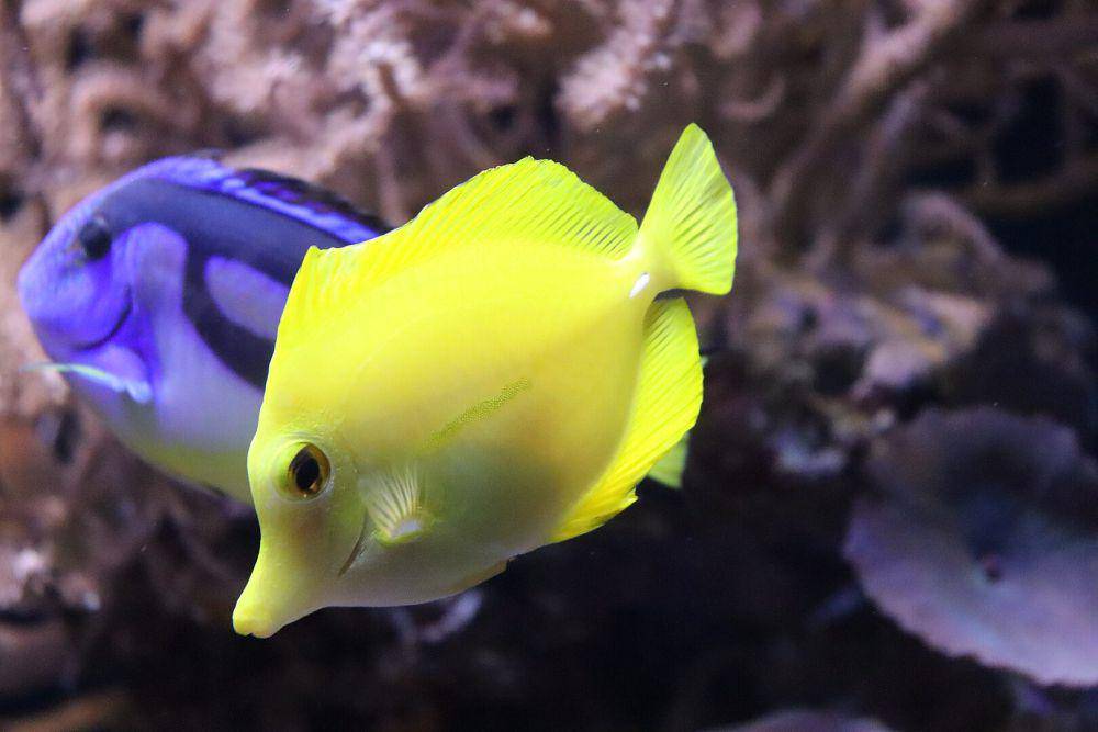 Ilustrasi yellow tang (commons.wikimedia.org/Fernando Losada Rodríguez)