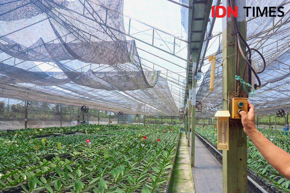 Tangan petani tanaman anggrek, Hasan Sulaiman Syah (kiri) mengatur sirkulasi udara dan pencahayaan menggunakan teknologi yang berbasiskan kelistrikan di greenhouse Anggrek Nambangan di Magelang, Jawa Tengah, Kamis (10/10/2024). (IDN Times/Dhana Kencana)