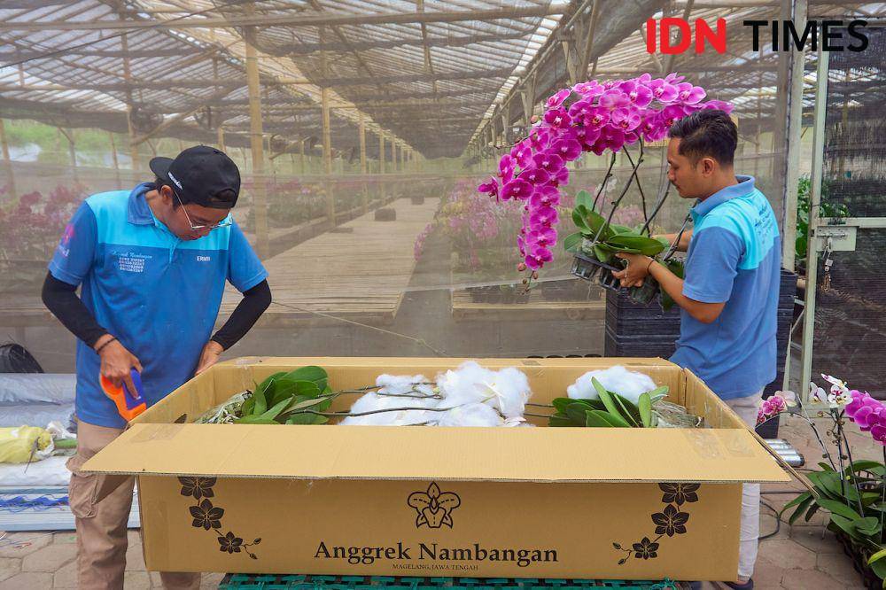 Sejumlah pegawai Anggrek Nambangan mengemas untuk pengiriman tanaman hias anggrek di greenhouse di Magelang, Jawa Tengah, Kamis (10/10/2024). (IDN Times/Dhana Kencana)