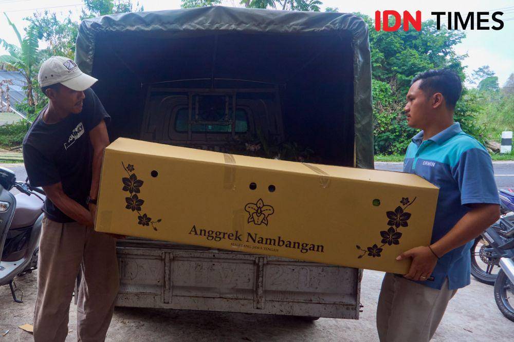 Sejumlah pegawai Anggrek Nambangan mengangkut paket tanaman hias anggrek untuk pengiriman ke luar kota dari greenhouse di Magelang, Jawa Tengah, Kamis (10/10/2024). (IDN Times/Dhana Kencana)
