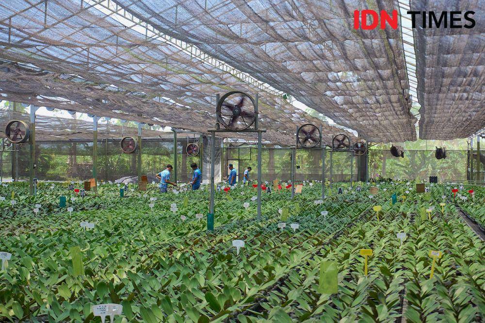 Sejumlah pegawai Anggrek Nambangan menyiram tanaman hias anggrek di antara blower-blower yang menyala di greenhouse di Magelang, Jawa Tengah, Kamis (10/10/2024). (IDN Times/Dhana Kencana)