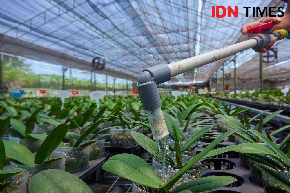 Penyiraman tanaman hias anggrek di greenhouse Anggrek Nambangan di Magelang, Jawa Tengah, Kamis (10/10/2024). (IDN Times/Dhana Kencana)