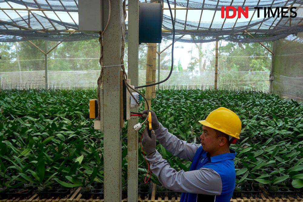 Petugas PLN, Tumarno mengecek daya pada instalasi greenhouse Anggrek Nambangan di Magelang, Jawa Tengah, Kamis (10/10/2024). (IDN Times/Dhana Kencana)