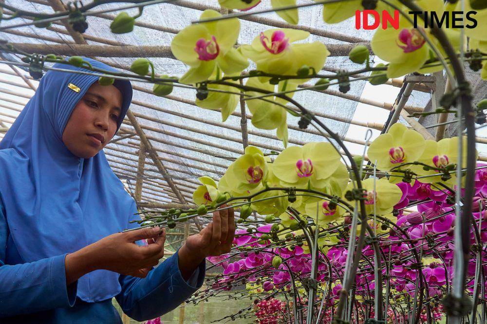Pegawai Anggrek Nambangan, Sri Wahyuningsih melakukan perawatan tanaman hias anggrek di greenhouse di Magelang, Jawa Tengah, Kamis (10/10/2024). (IDN Times/Dhana Kencana)