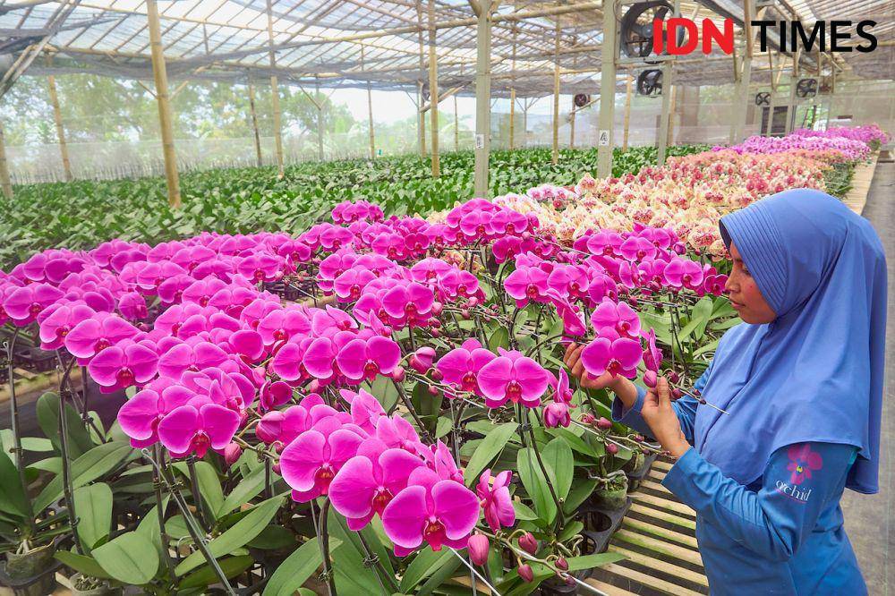 Pegawai Anggrek Nambangan, Sri Wahyuningsih melakukan perawatan tanaman hias anggrek di greenhouse di Magelang, Jawa Tengah, Kamis (10/10/2024). (IDN Times/Dhana Kencana)