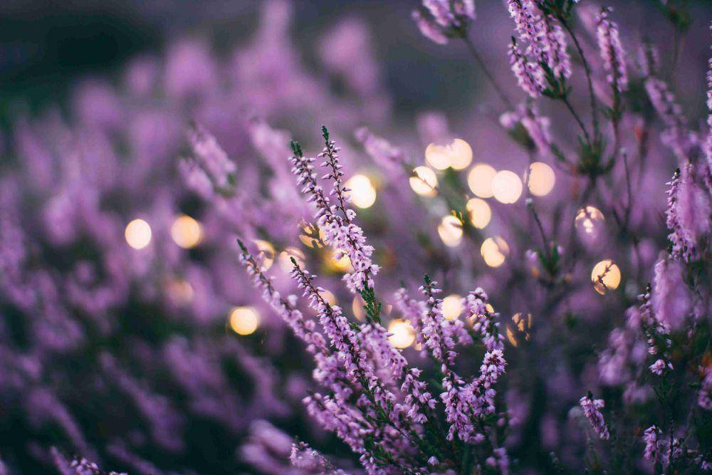 ilustrasi lavender (unsplash.com/Daiga Ellaby)