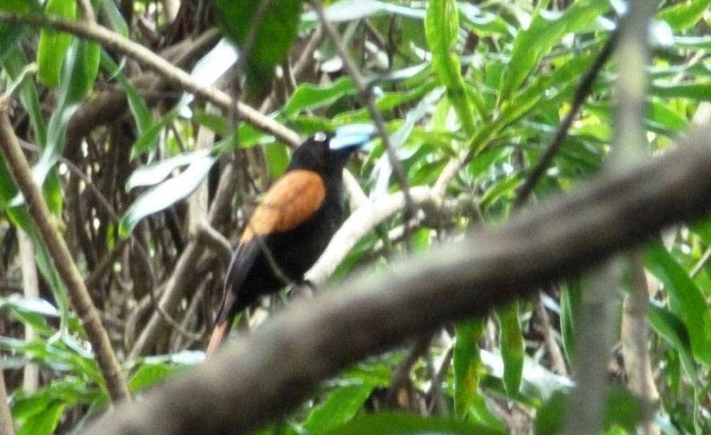 Helmet vanga (inaturalist.org/Micha Baum)
