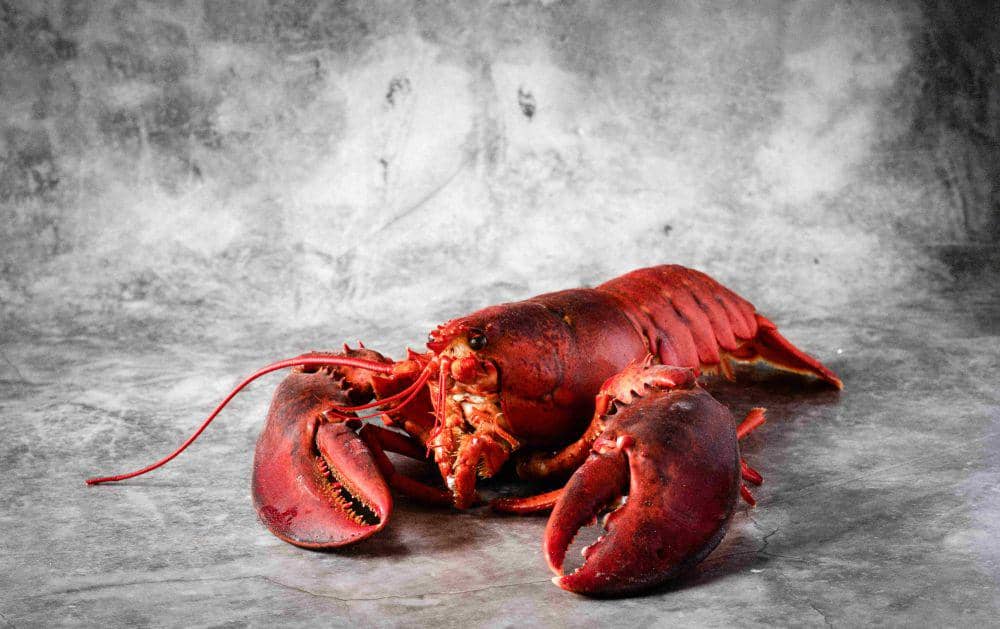 ilustrasi lobster (unsplash.com/Monika Borys