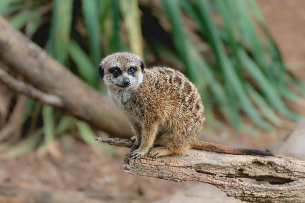 5 Kemampuan Unik Mirkat, Dapat Berdiri Tegak Seperti Patung!