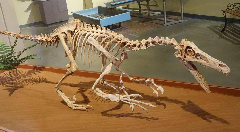 fosil Velociraptor di Museum Perjalanan Dinosaurus, Colorado (commons.wikimedia.org / Jens Lallensack)