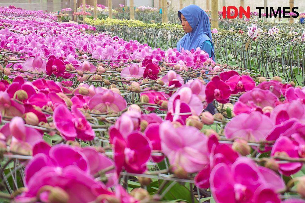 Pegawai Anggrek Nambangan, Sri Wahyuningsih melakukan perawatan tanaman hias anggrek di greenhouse di Magelang, Jawa Tengah, Kamis (10/10/2024). (IDN Times/Dhana Kencana)