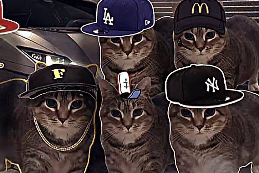 Meme kucing Akmal yang dibuat oleh netizen (tiktok.com/dittzkece01)