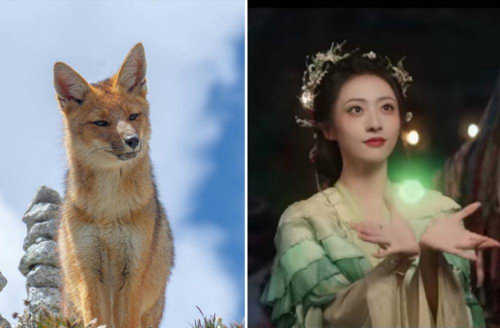 ilustrasi rubah dan siluman rubah dalam drama Fox Spirit Matchmaker. (pexels.com/Brayan Jesus Peñaloza Vellano | dok. iQIYI)