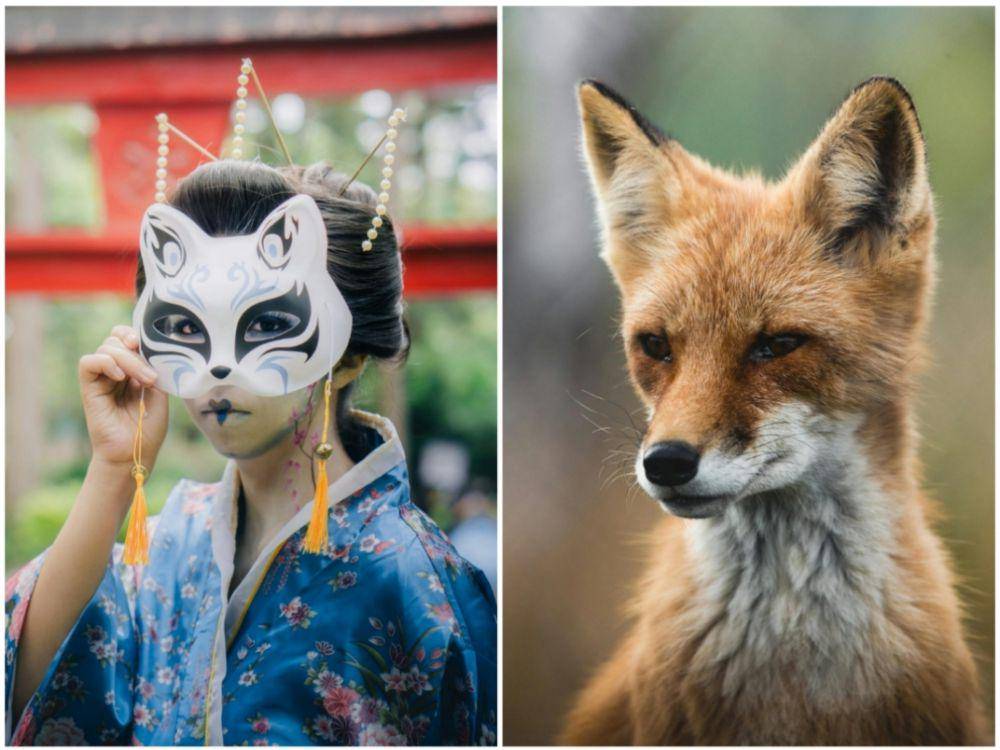ilustrasi siluman rubah dan rubah. (pexels.com/Jonathan Alexis I pexels.com/Tomas Malik)
