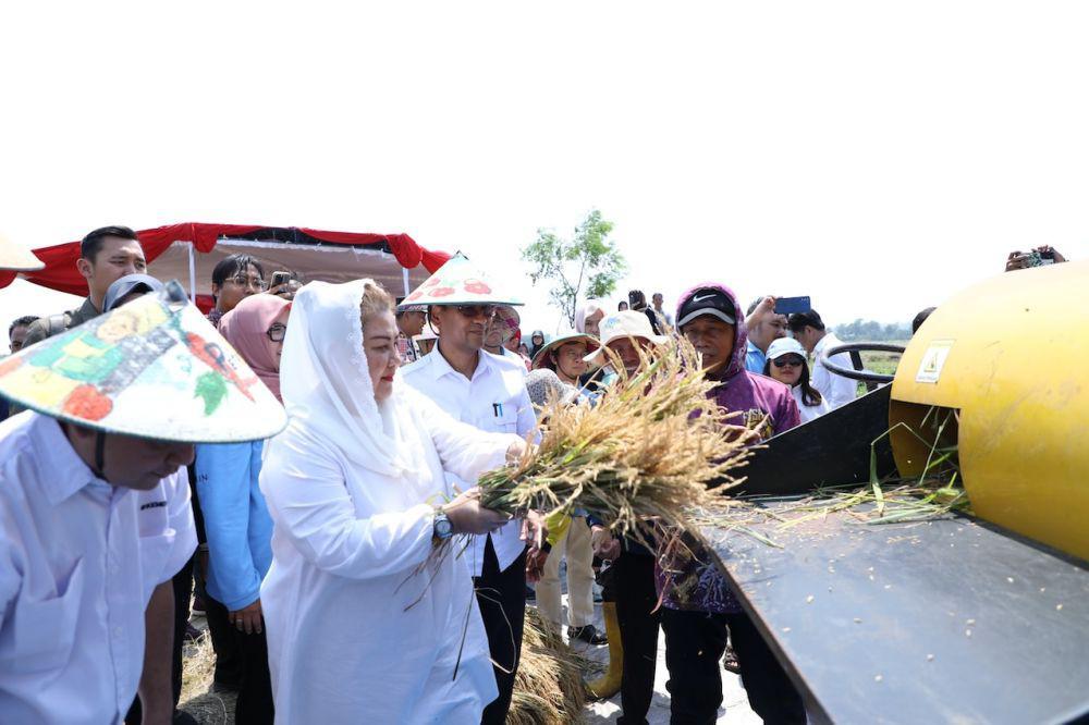 Berhasil Panen, BRIN Siapkan Teknologi Penyimpanan Padi Biosalin