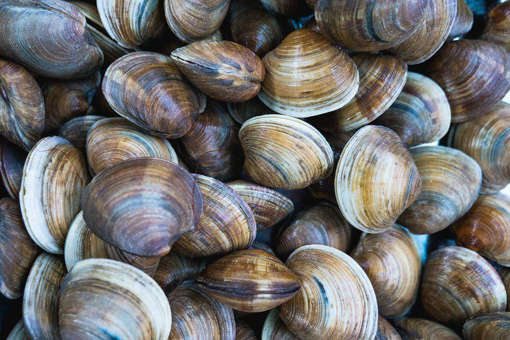 ilustrasi kerang hamaguri (pexels.com/Kindel Media)