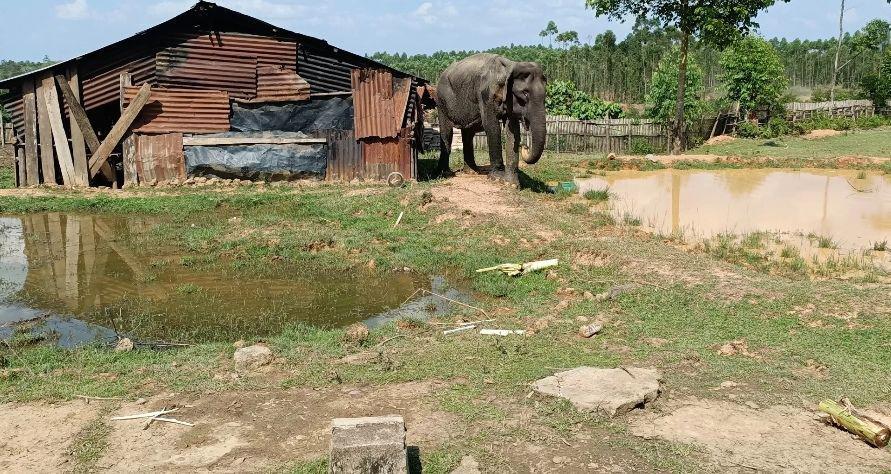 Gajah Liar Terluka Masuk ke Permukiman Warga di PALI