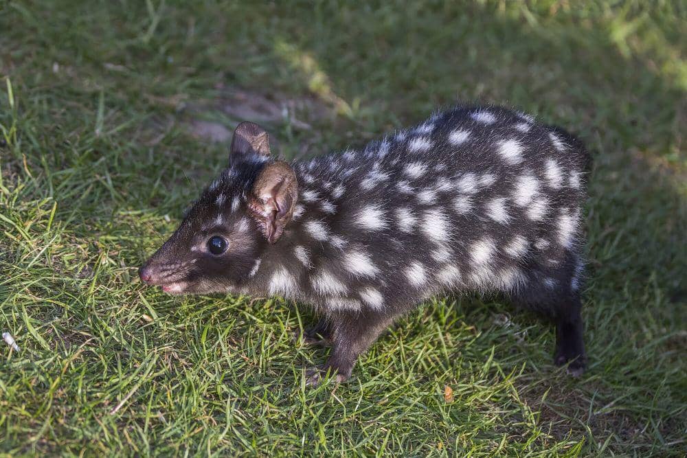 Gumbem tasmania (commons.m.wikimedia.org/Charles J. Sharp)