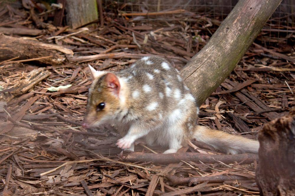 Gumbem tasmania (commons.m.wikimedia.org/Rexness)