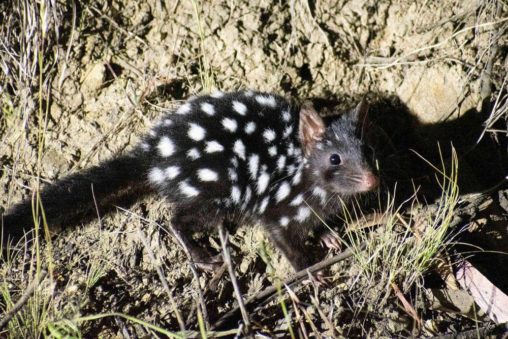 5 Fakta Unik Gumbem Tasmania, Masing-masing Punya hingga Lima Sarang