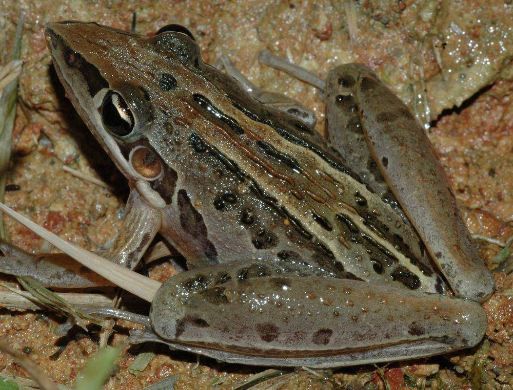 Striped rocket frog (commons.m.wikimedia.org/Froggydarb)