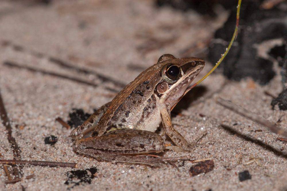 Striped rocket frog (commons.m.wikimedia.org/Rolf Lawrenz)