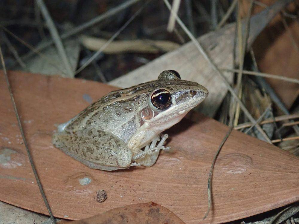Striped rocket frog (commons.m.wikimedia.org/Edward Belll)