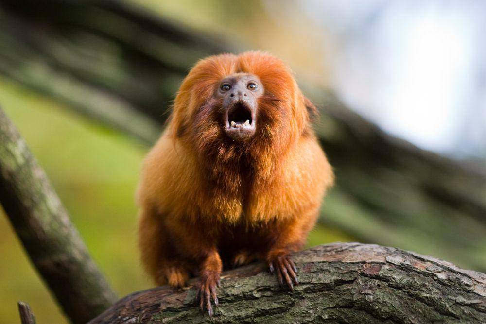 ilustrasi tamarin singa emas (flickr.com/Jeroen Kransen)