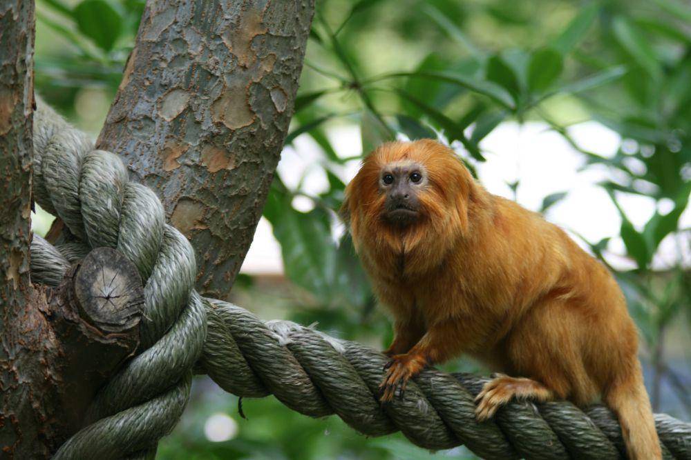 ilustrasi tamarin singa emas (flickr.com/Wendell Reed)