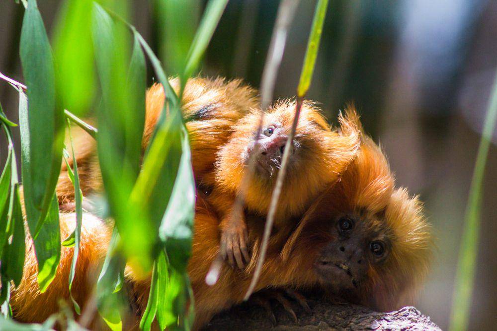 ilustrasi tamarin singa emas (flickr.com/David Seibold)