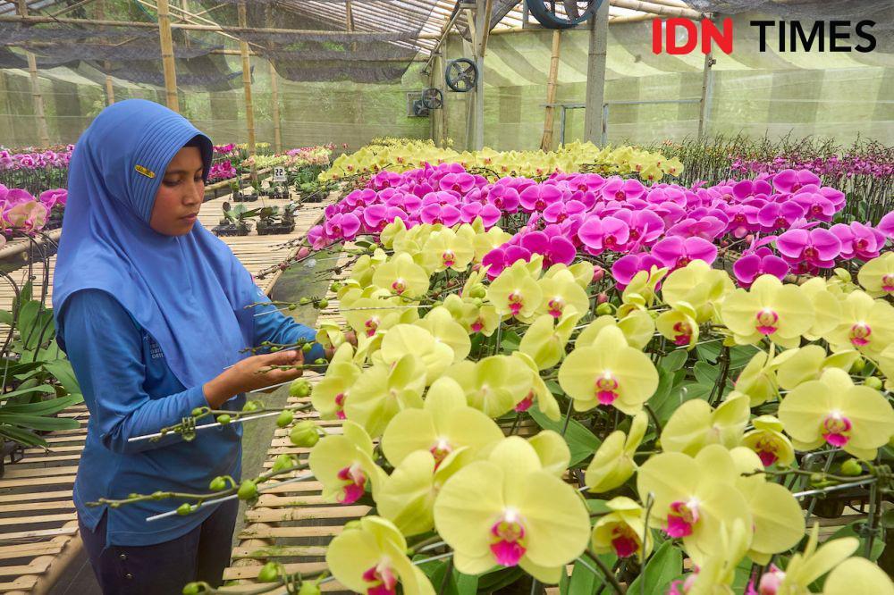 Daya dan Cita yang Menyala untuk Anggrek di Kota Sejuta Bunga