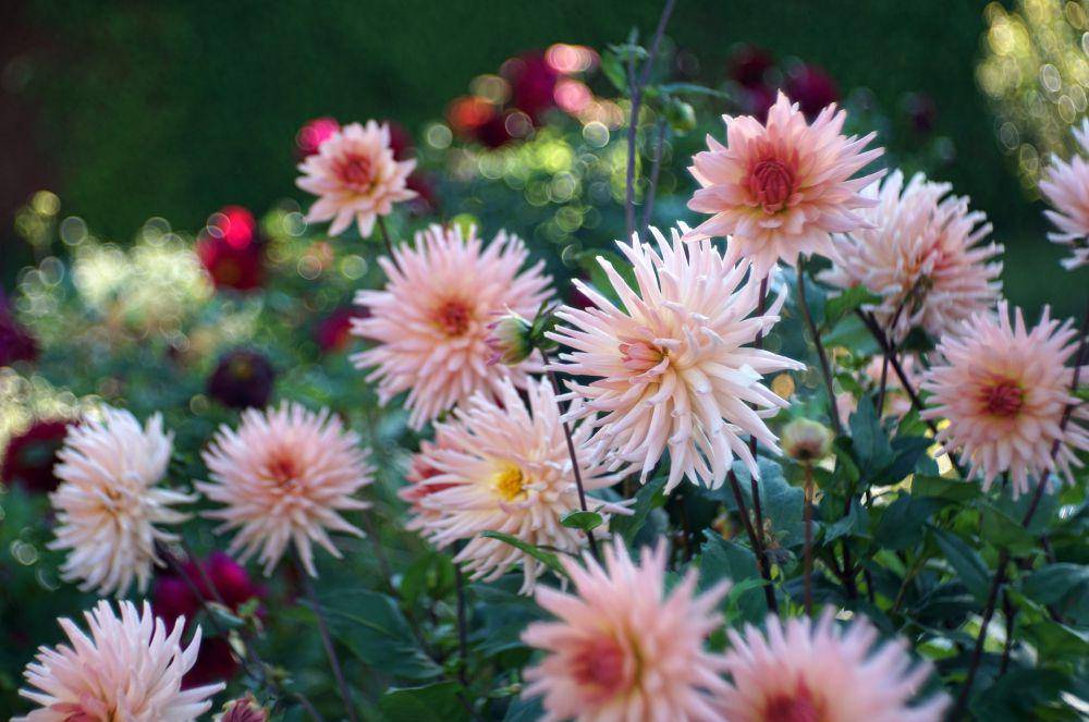 dahlia (pixabay.com/Peter Dotterweich)
