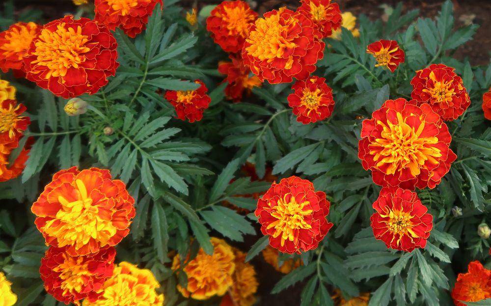 marigold (pixabay.com/yganeshbabu)