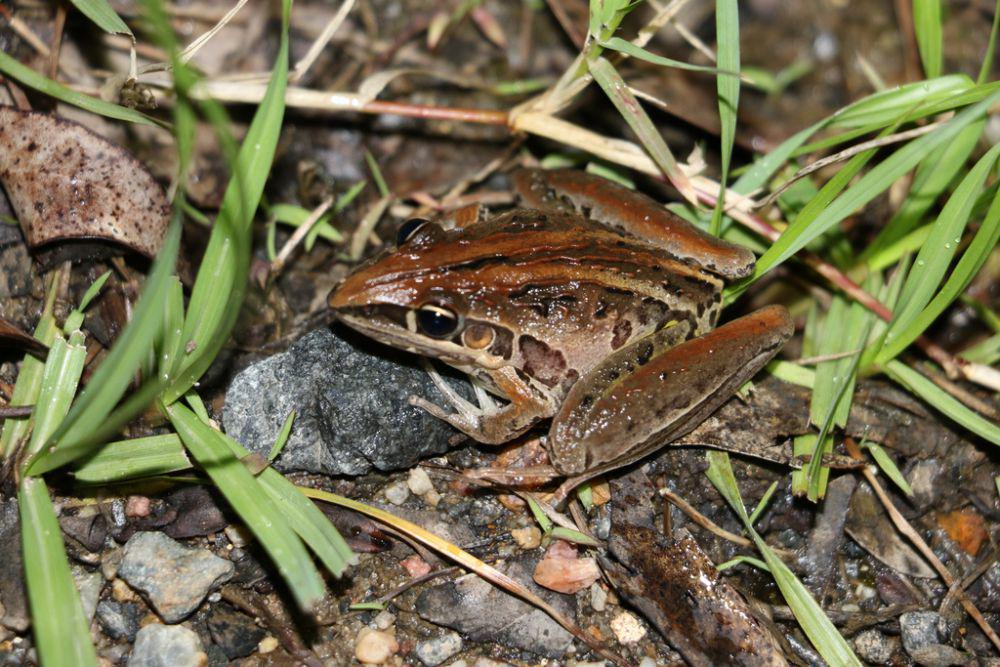 5 Fakta Striped Rocket Frog, Pemburu Nokturnal yang Penyendiri